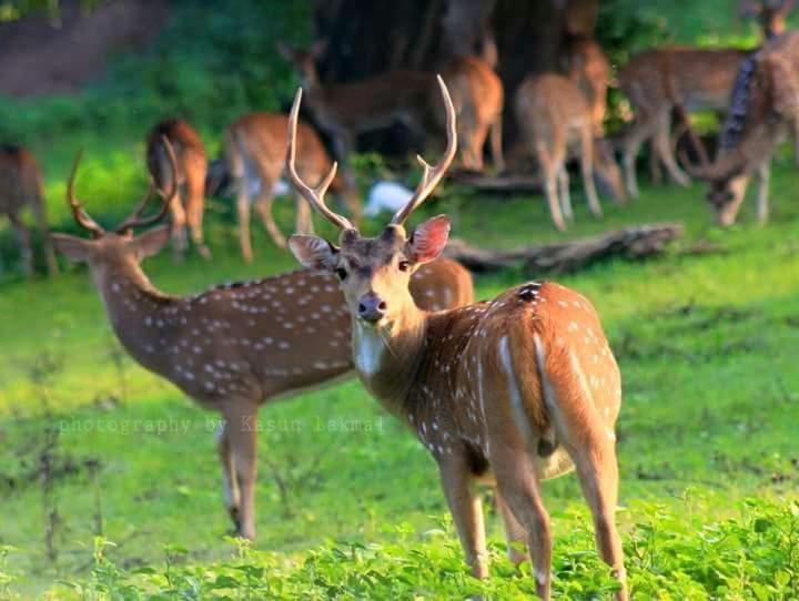 Kottamba Yala Stay & Safari Tissamaharama Zewnętrze zdjęcie