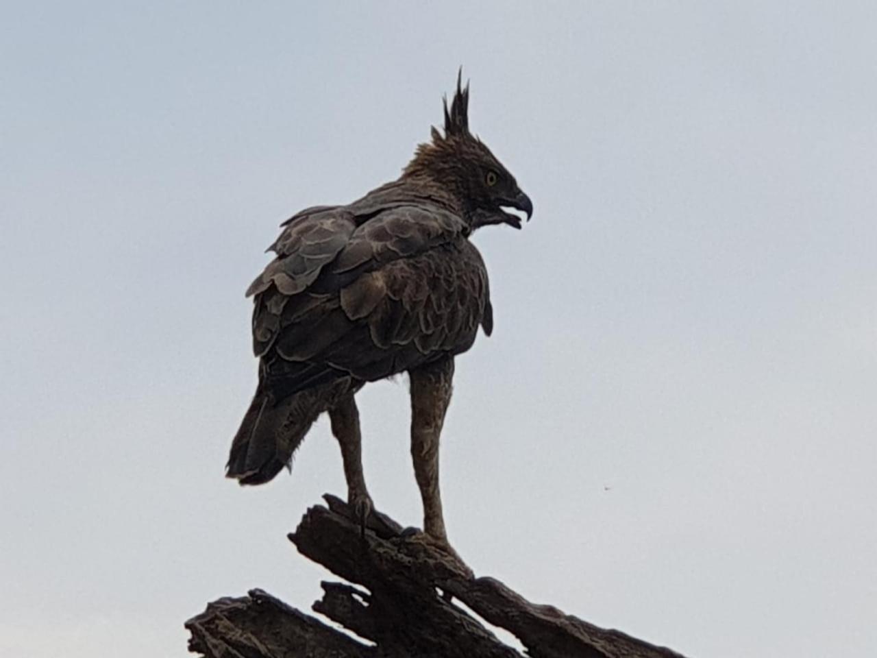 Kottamba Yala Stay & Safari Tissamaharama Zewnętrze zdjęcie