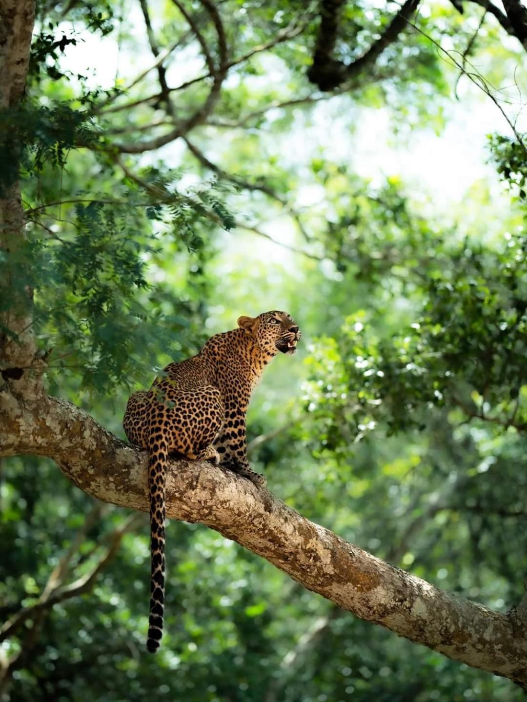 Kottamba Yala Stay & Safari Tissamaharama Zewnętrze zdjęcie