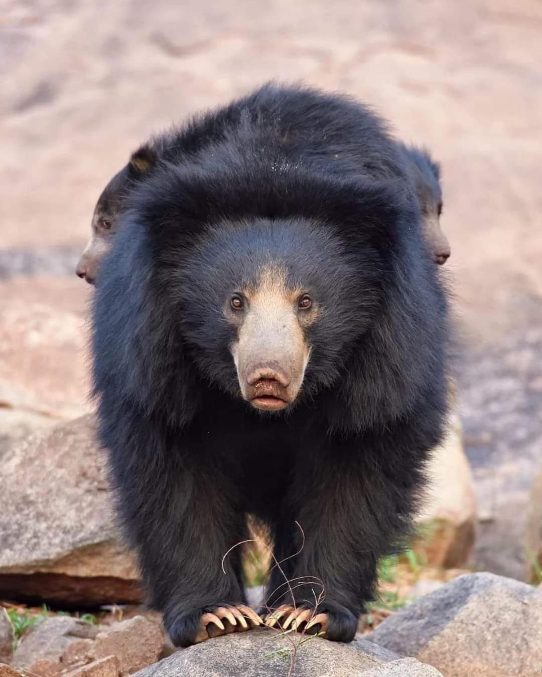 Kottamba Yala Stay & Safari Tissamaharama Zewnętrze zdjęcie
