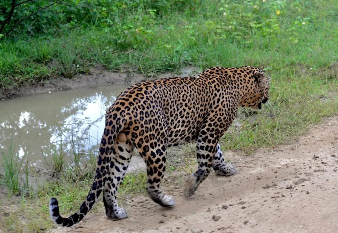 Kottamba Yala Stay & Safari Tissamaharama Zewnętrze zdjęcie