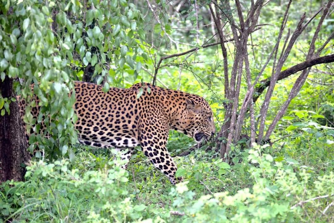 Kottamba Yala Stay & Safari Tissamaharama Zewnętrze zdjęcie